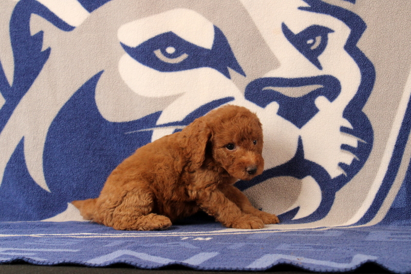 puppy, for, sale, Mini Goldendoodle F1B, Matthew B. Stoltzfus, dog, breeder, Gap, PA, dog-breeder, puppy-for-sale, forsale, nearby, find, puppyfind, locator, puppylocator, aca